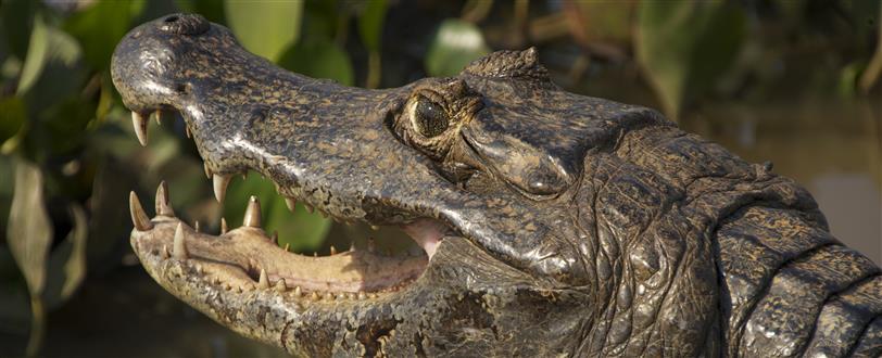 Дике виживання